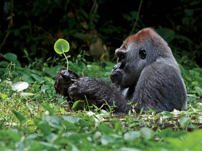 Superbes photographies d'animaux (2)