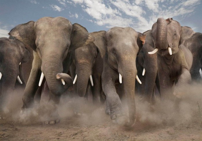 Superbes photographies d'animaux (16)