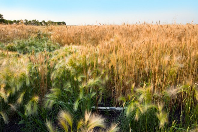 Golden Harvest, Manitoba - Canadian ©Jeff Friesen