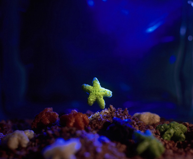 Star Fish ©Ernie Button