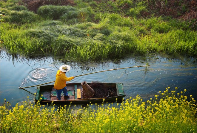 Boatman and Canola
