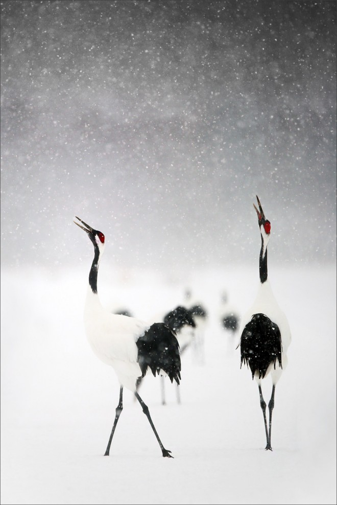 Crane in the snow