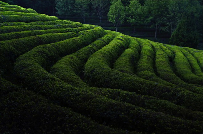 Green tea farm