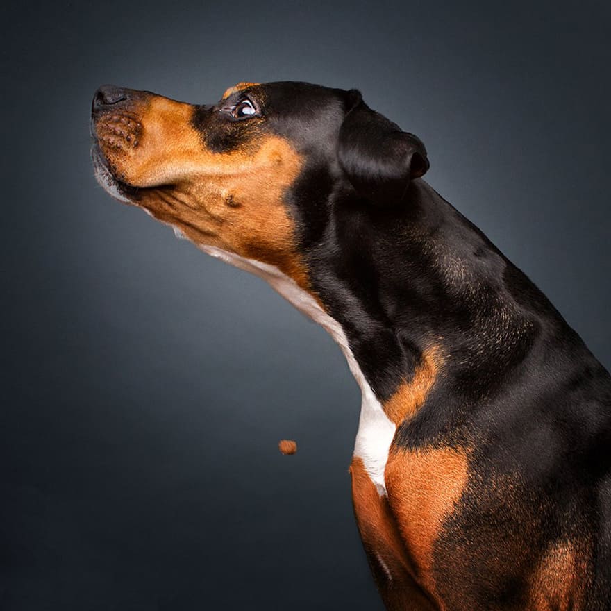fotos frei schnauze christian vieler 50738596