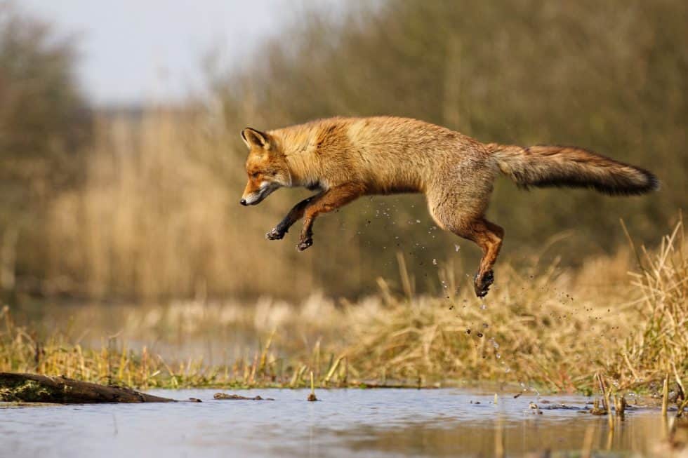 Un renard qui vole presque - Le renard des dunes - ©Laurens De Haas