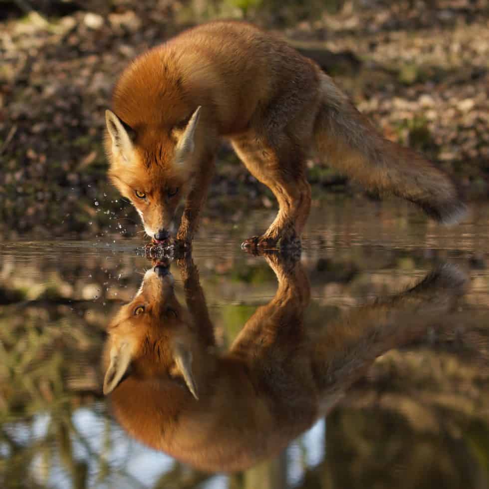 Un renard buveant sur glaceLe renard narcissique - Le renard des dunes - ©Laurens De Haas