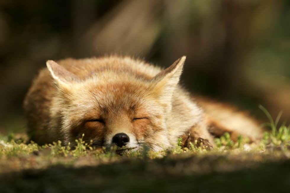 Un renard faisant de beaux rêves - Le renard des dunes - ©Laurens De Haas