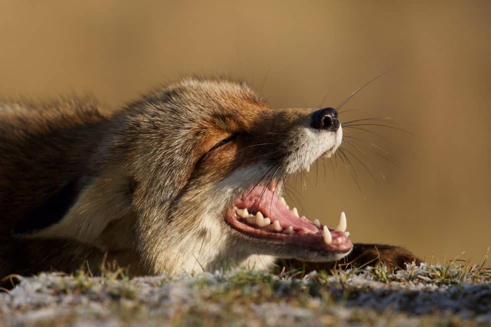 Le rigolo - Le renard des dunes - ©Laurens De Haas
