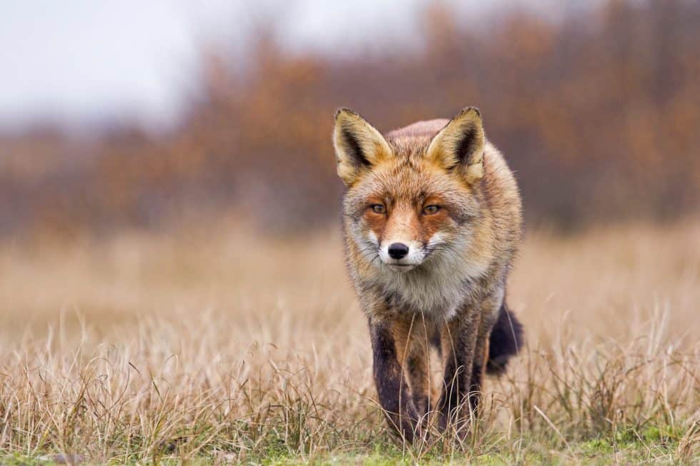 Sur une proie - Le renard des dunes - ©Laurens De Haas