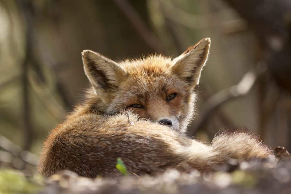 Le renard des dunes - ©Laurens De Haas