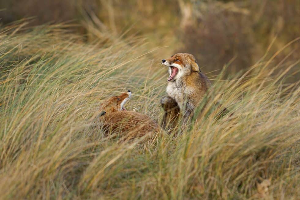 La dispute - Le renard des dunes - ©Laurens De Haas
