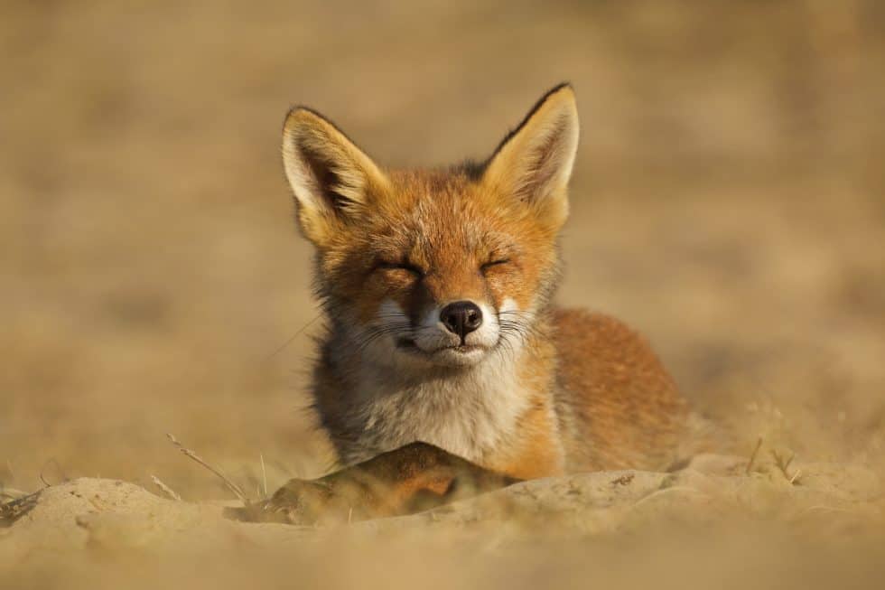 Un jeune renard appréciant le soleil couchantFox family grooming session