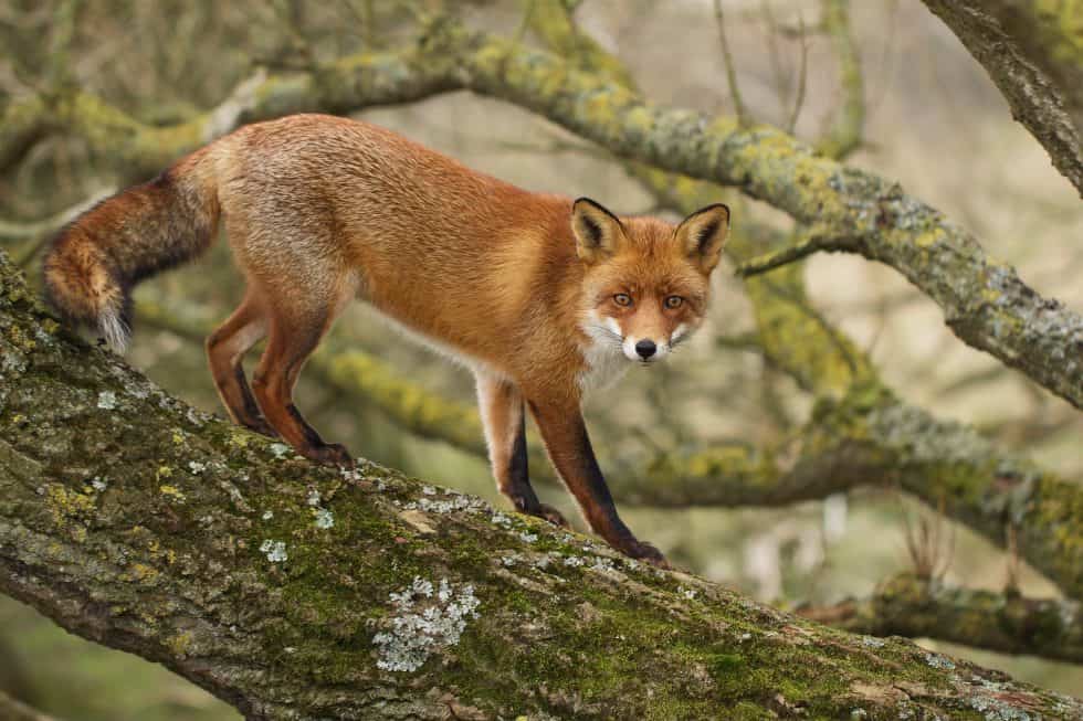 Renard à l'affûtFox on the look out