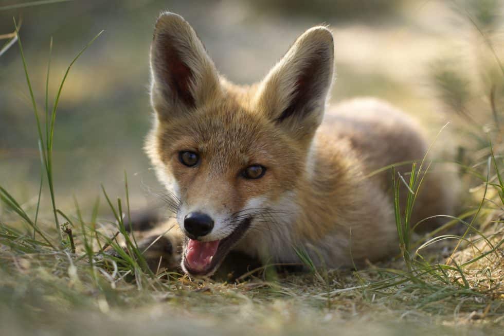 Jeune renard joueurFox on the look out